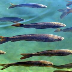 How exactly did Jake Runyan and Chase Cominsky cheat in an Ohio fishing contest?