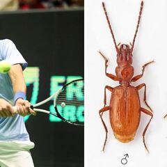 Nombran una nueva especie de insecto en honor a Djokovic
