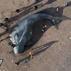 The Creature, la historia de un animal que murió tras ingerir kilos y kilos de plástico en el mar