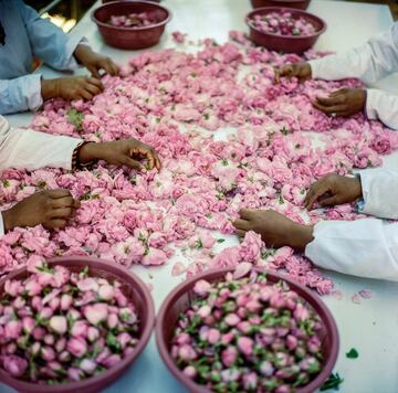 La belleza de la recolección de rosas en el festival en marruecos que celebra su cosecha.