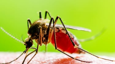 Hasta 9 horas de protección: el ‘spray’ antimosquitos más vendido