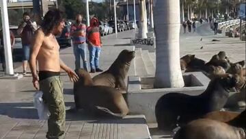 ¡Aquaman sí existe! Hombre se vuelve viral tras hablar con lobos marinos