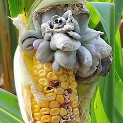 El superalimento mexicano que mejora la piel y regula el colesterol