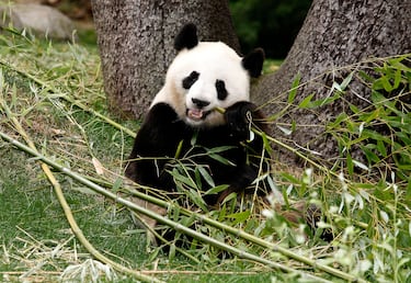La ‘Diplomacia del Oso Panda’ y España