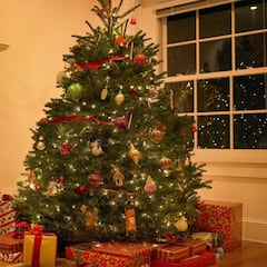 Descubre el verdadero origen del árbol de Navidad y cómo se adoptó en México