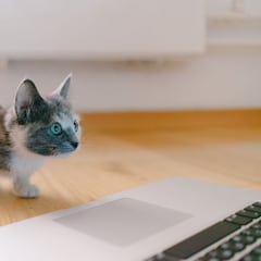 Las 3 claves para entender el comportamiento de los gatos según su edad