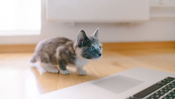 Las 3 claves para entender el comportamiento de los gatos según su edad