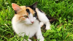 Es el juego definitivo y apunta a fenómeno: un simulador en el que salvar gatos abandonados, cuidarlos y darles una nueva vida