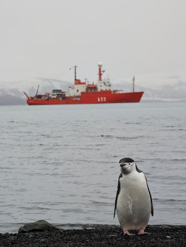 Miguel Ángel Peláez, veterinario del Ejército en la Antártida: “Los pingüinos tienen un estoicismo tremendo”