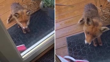 Una mujer da de comer a un zorro hambriento y su reacción se vuelve viral