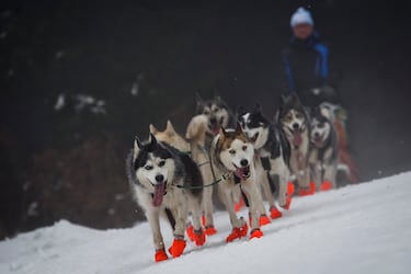 El mushing es un deporte en el que una persona —llamada musher— es tirada por uno o varios perros mediante un arnés y una línea de tiro. Es muy popular entre razas como huskies siberianos, alaskan malamutes o perros alaskan husky.