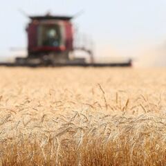 Could the Ukraine-Russia conflict lead to global food shortages?