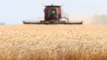 The price of wheat futures has increased 50% in the last two weeks and many food security experts are warning that the shortages are already being felt.