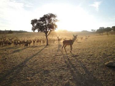 El camino de humanizar al mundo rural y no a los animales