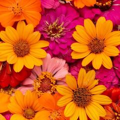 Los motivos por los que se regalan flores el 29 de febrero: origen y significado