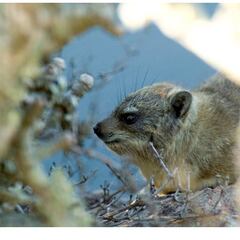 Nace en Valencia una camada del animal que dio nombre a España