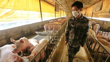 Un trabajador enmascarado revisa a los cerdos en un corral de cerdos en Suining, provincia de Sichuan, China, el 21 de febrero de 2020.