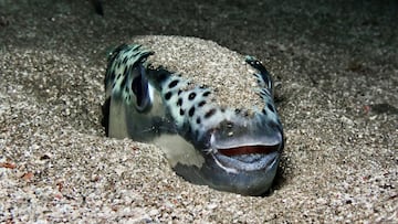 Alarma por la presencia del pez ‘alien’ en España y en el Adriático con un veneno 100 veces más tóxico que el cianuro