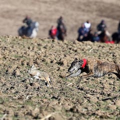 Madrigal espera este viernes
la invasión de 35.000 galgueros