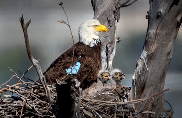 Población en 1963: 410.
Población en 2025: 316.700.
El águila calva (Haliaeetus leucocephalus) es un ave rapaz que habita en América del Norte, del sur de Canadá a Baja California Sur y Sonora en México. La principal causa de la extinción de esta ave fue el crecimiento de zonas urbanas en zonas donde anidaban las águilas, además de la caza masiva de esta rapaz. Cuando en 1963, asociaciones animalistas dieron la voz de alarma, el Gobierno de Estados Unidos trabajó para salvar de la extinción a este animal, protegiéndolo de los cazadores con diferentes enmiendas, prohibiendo su caza y proponiendo penas de prisión para los cazadores furtivos. Además el águila calva tiene el honor de ser el ave nacional de los Estados Unidos, un país que se muestra orgulloso de su trabajo por la recuperación de este gran animal. 
