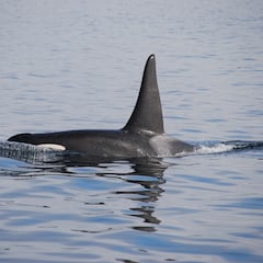 National Geographic explica los ataques de orcas a los barcos en Cádiz