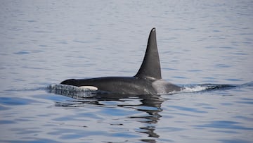 National Geographic explica los ataques de orcas a los barcos en Cádiz