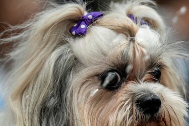 Amazon Prime Day 2024: The best deals for pets | Beds, toys...