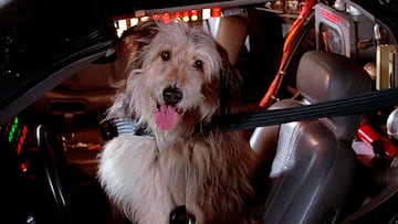 Regreso al Futuro perro chimpanc¨¦