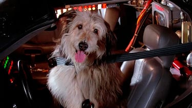 Doc de ‘Regreso al Futuro’ iba a tener de compañero un animal mucho más exótico que Einstein