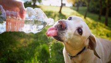 Tiempo de verano, el perro con el amo