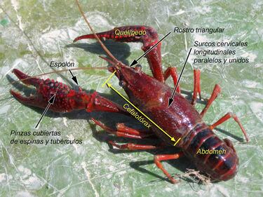 Los tres animales no autóctonos que están invadiendo los ríos de España