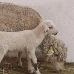 Teodoro, el primer cordero modificado genéticamente de España