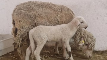 Teodoro, el primer cordero modificado genéticamente de España