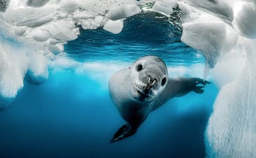 Curiosity among icebergs