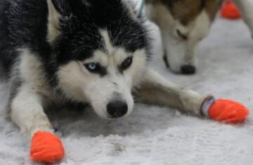 Bonitas imágenes de una de las carreras de trineos con perros más largas del continente. Cada año llegan a la aldea checa de Destne corredores de todas partes de Europa.