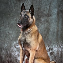 The smartest dog breed, according to science