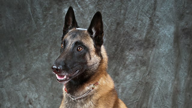 A team of researchers has decided which breed of dog is the brightest having passed a series of behavioral and cognition tests with flying colors.