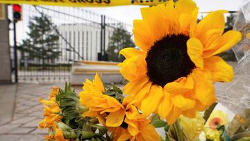 Here’s everything you need to know about the world’s tallest sunflower.