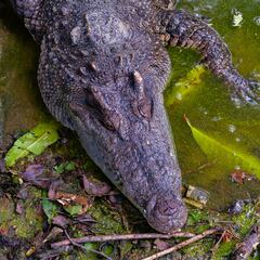 Unos cocodrilos enanos cambian de dieta y mutan a una especie totalmente nueva