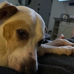 Adopta un perro y 8 años después una radiografía revela su pasado: “Me dejó sin palabras”