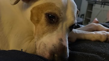 Adopta un perro y 8 años después una radiografía revela su pasado: “Me dejó sin palabras”