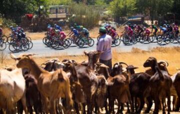 El pelotón durante la cuarta etapa de La Vuelta Ciclista a España 2014 en su 69 edición, que ha comenzado en Mairena del Alcor (Sevilla) y terminado en Córdoba, con una distancia de 164,7 kilómetros.
