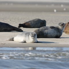 Encuentran 2.500 focas muertas