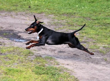 A la hora de elegir perro de caza…