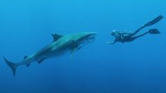 Ocean Ramsey buceando delante de un gran tibur&oacute;n.