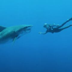 Guía para evitar ataques de tiburón: imitar a un delfín