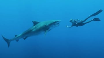 Ocean Ramsey buceando delante de un gran tiburón.