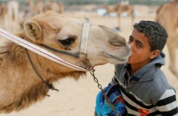 Carreras de camellos en el desierto