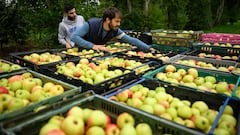 Goodbye to apples: A new study reveals that future production of the fruit may be in danger