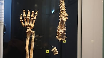 Restos óseos encontrados en la localidad de Bärenthal, Alemania